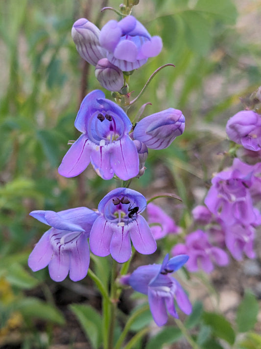 Luminescent purple blooms with an ant crawling inside 
